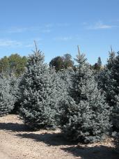 Colorado Spruce